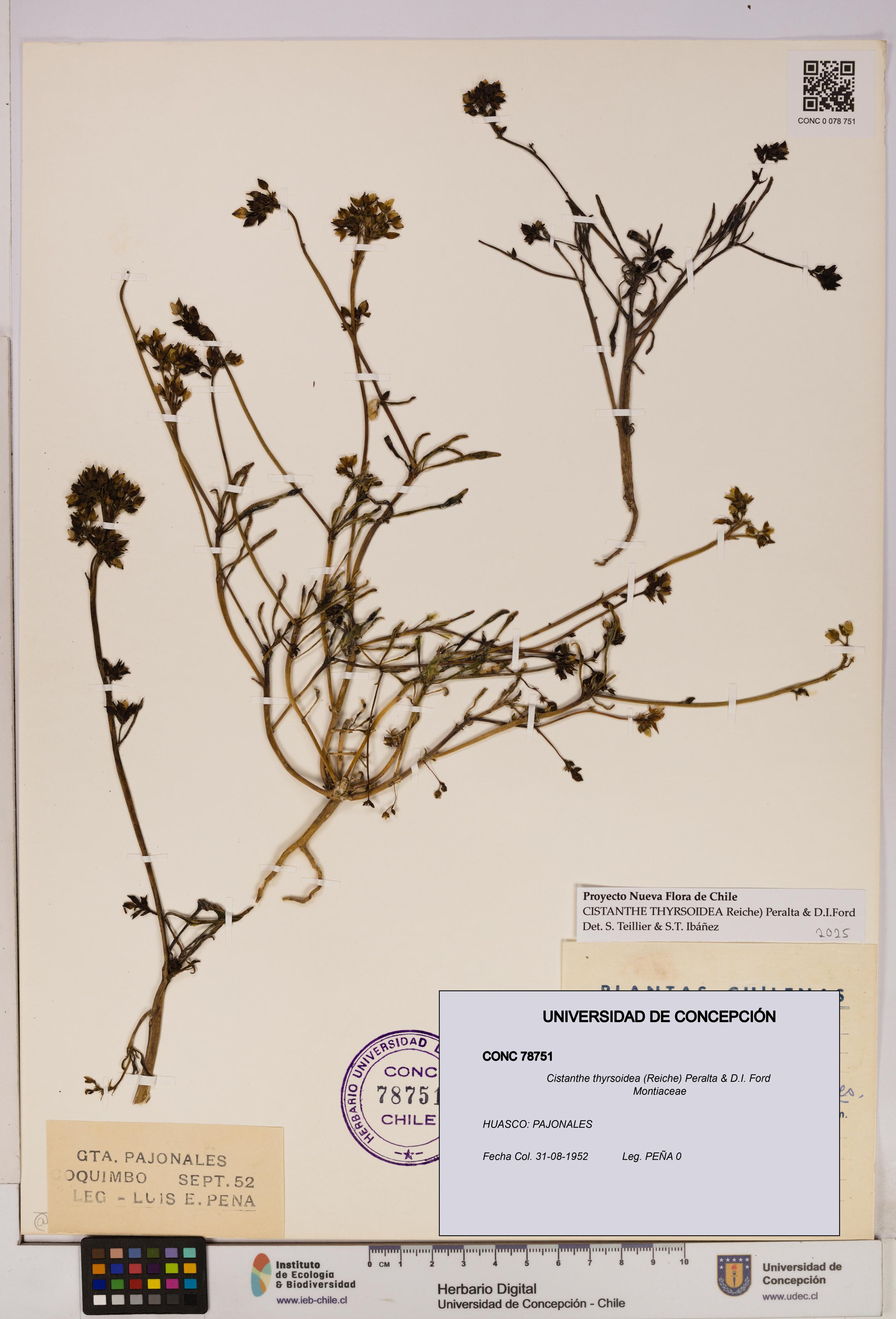Cistanthe thyrsoidea [Espécimen: UDEC:CONC:0078751]