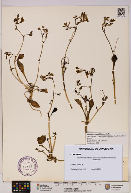 Cistanthe coquimbensis [Espécimen: UDEC:CONC:0078752]