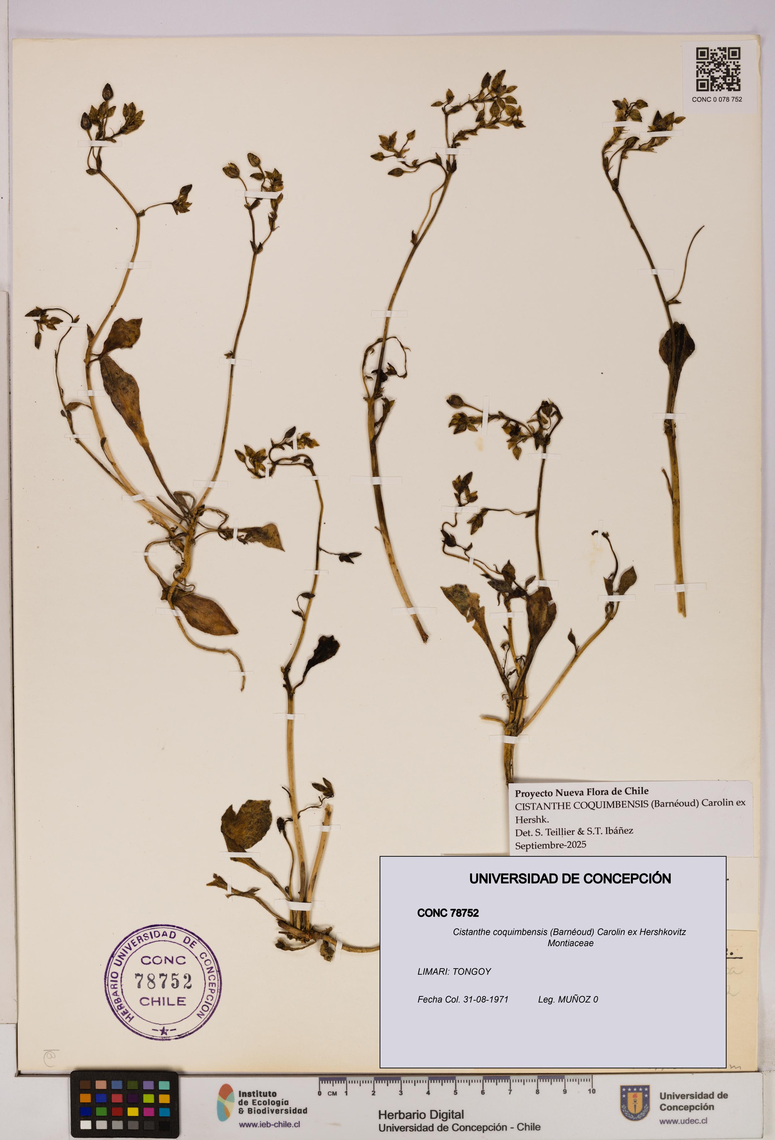 Cistanthe coquimbensis [Espécimen: UDEC:CONC:0078752]