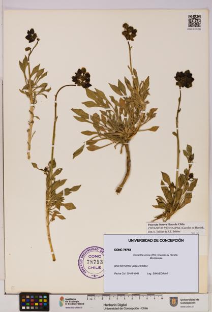 Cistanthe vicina [Espécimen: UDEC:CONC:0078753]