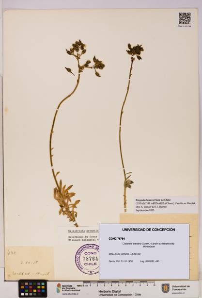 Cistanthe arenaria [Espécimen: UDEC:CONC:0078764]