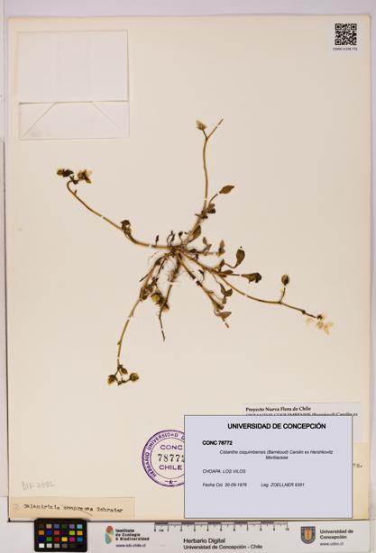 Cistanthe coquimbensis [Espécimen: UDEC:CONC:0078772]