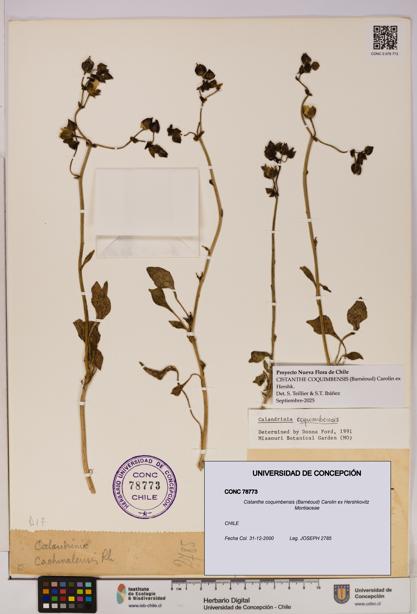 Cistanthe coquimbensis [Espécimen: UDEC:CONC:0078773]