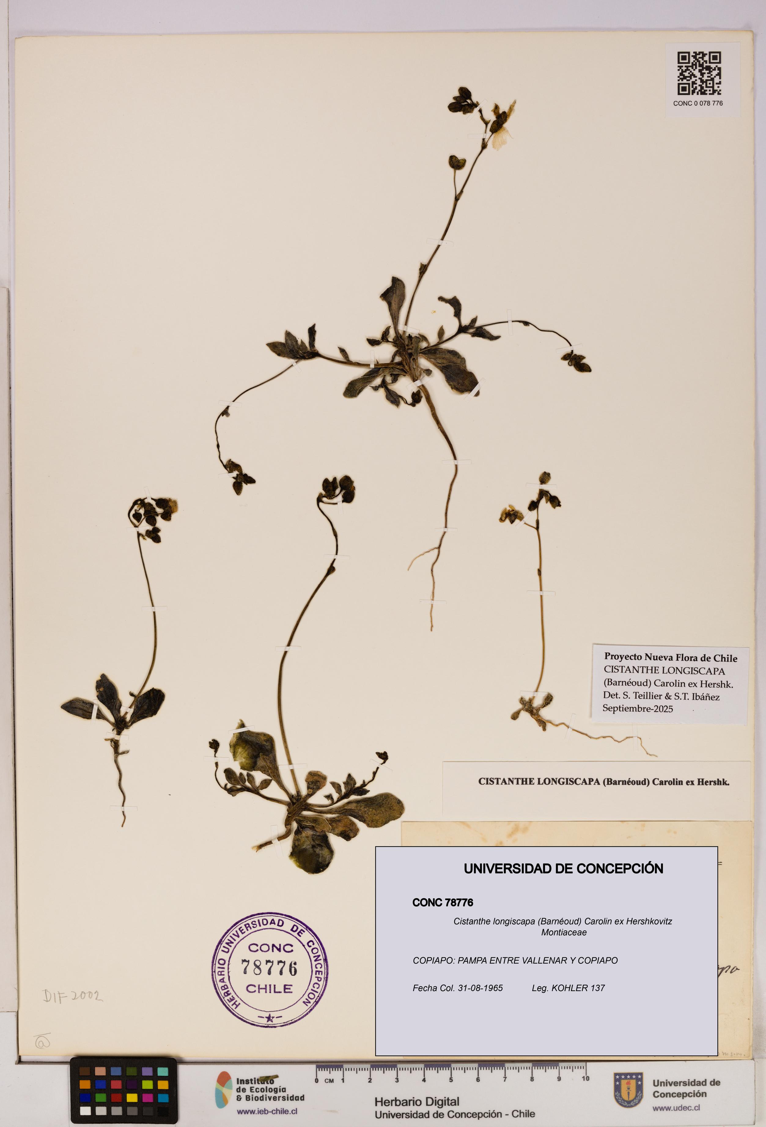 Cistanthe longiscapa [Espécimen: UDEC:CONC:0078776]