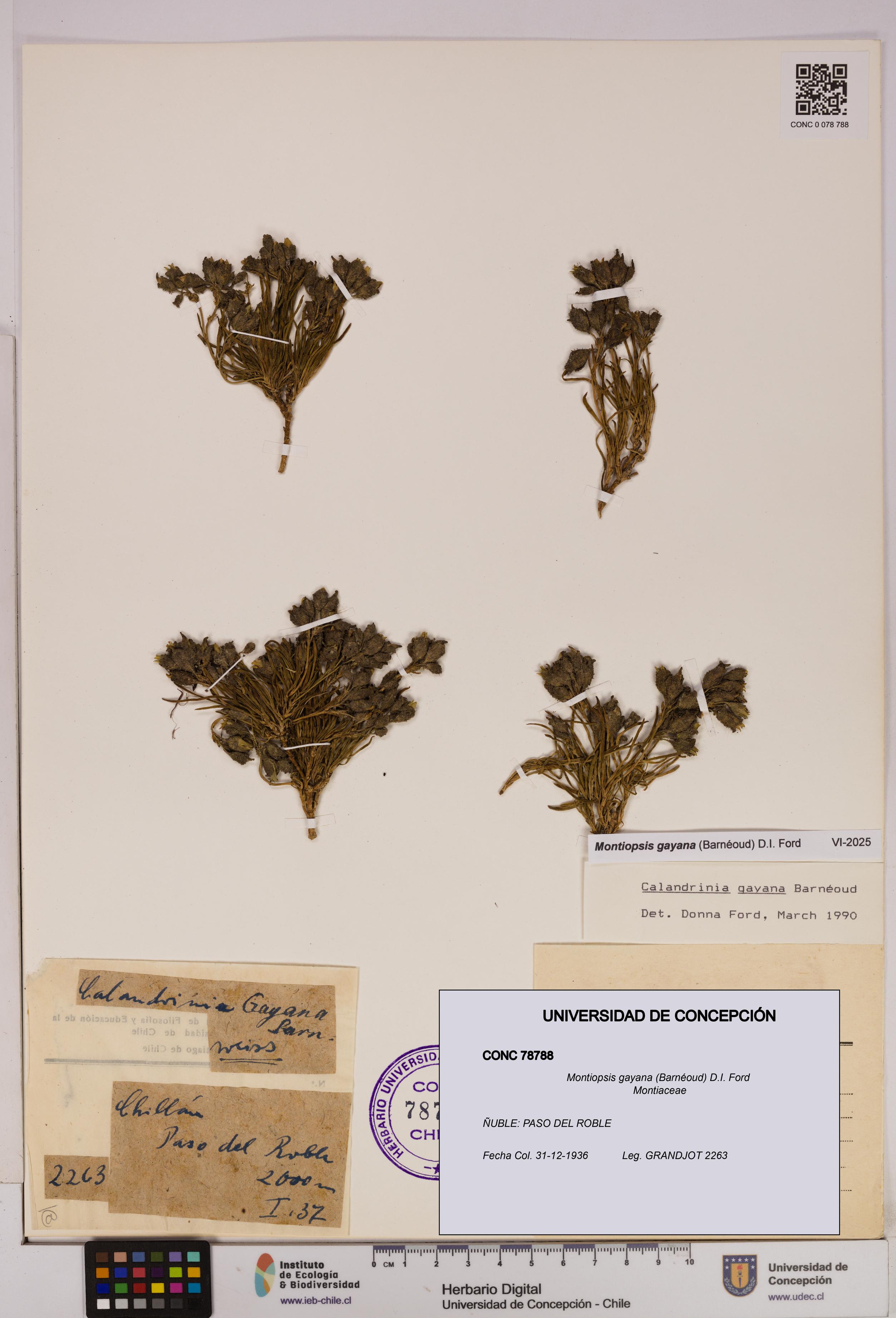 Montiopsis gayana [Espécimen: UDEC:CONC:0078788]