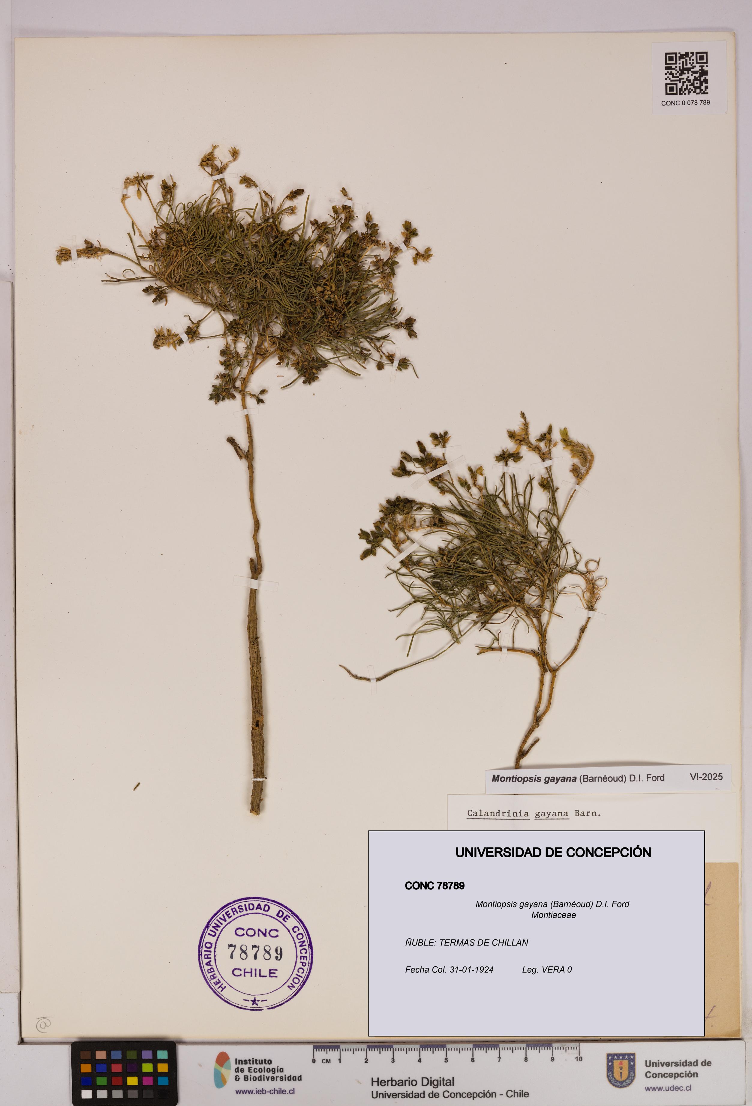 Montiopsis gayana [Espécimen: UDEC:CONC:0078789]
