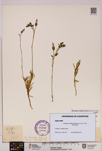 Montiopsis cistiflora [Espécimen: UDEC:CONC:0078797]