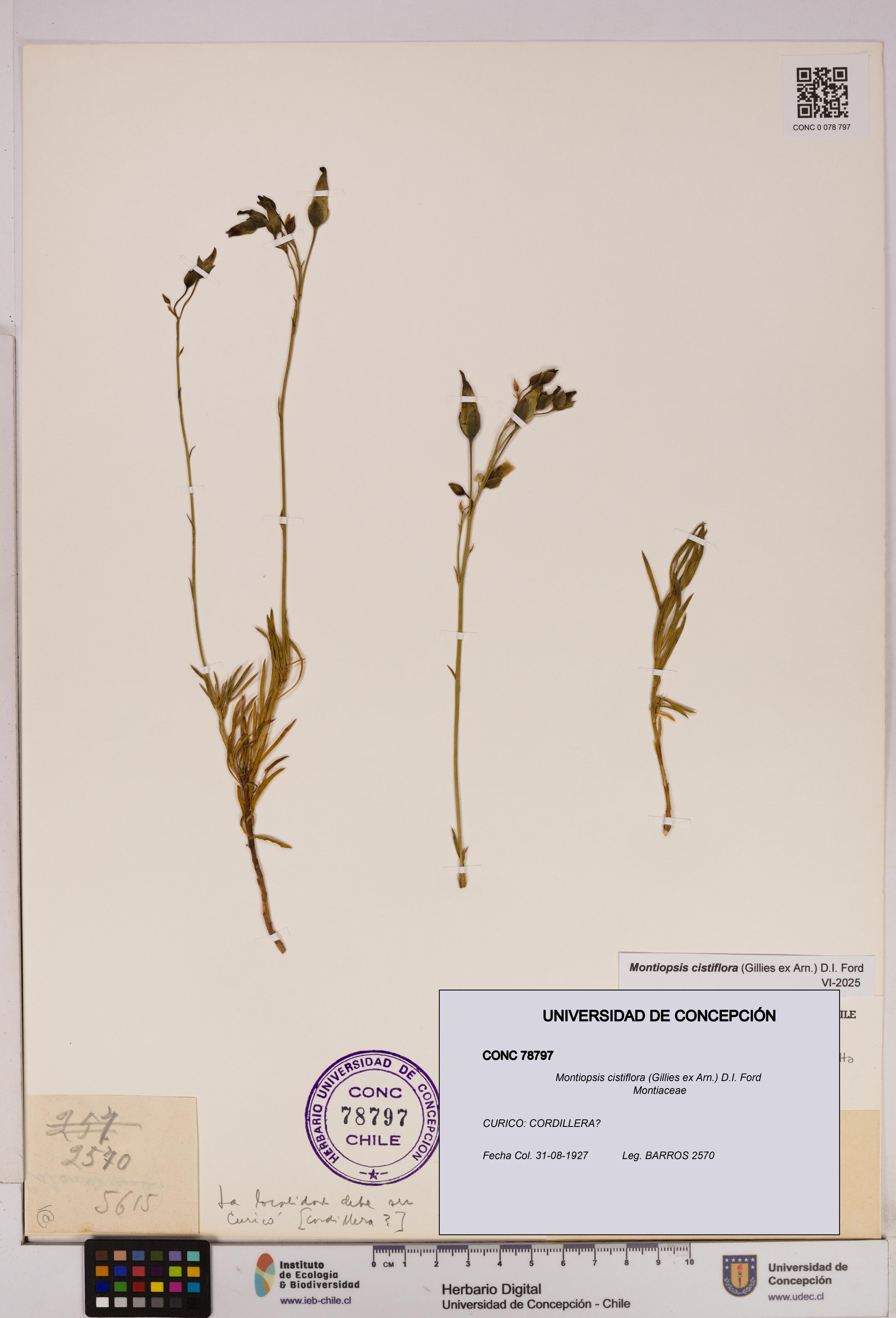 Montiopsis cistiflora [Espécimen: UDEC:CONC:0078797]