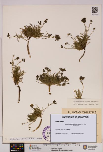 Montiopsis gayana [Espécimen: UDEC:CONC:0078804]
