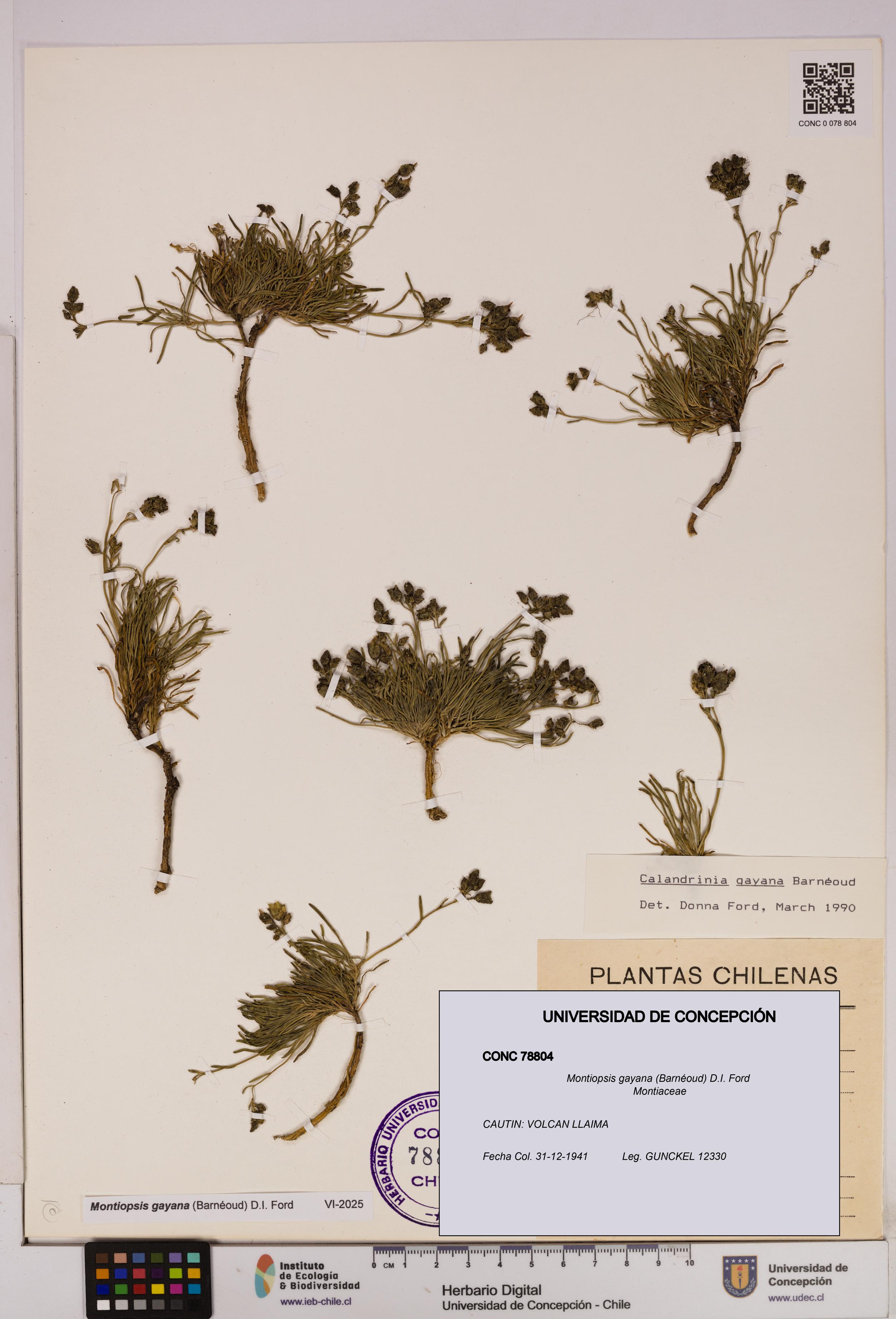 Montiopsis gayana [Espécimen: UDEC:CONC:0078804]
