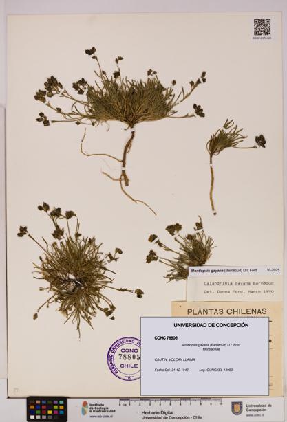 Montiopsis gayana [Espécimen: UDEC:CONC:0078805]