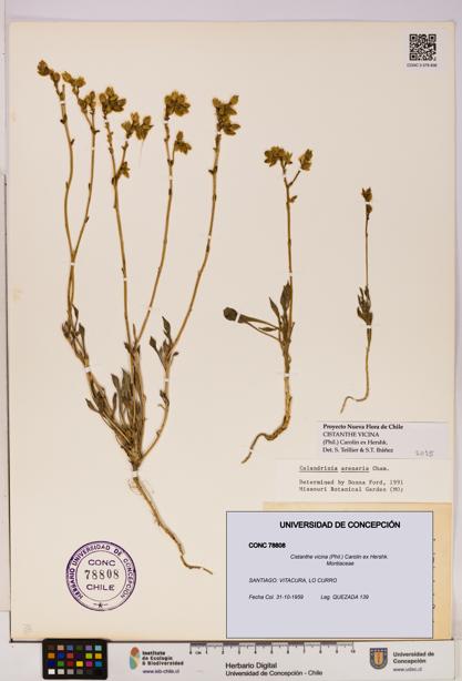 Cistanthe vicina [Espécimen: UDEC:CONC:0078808]