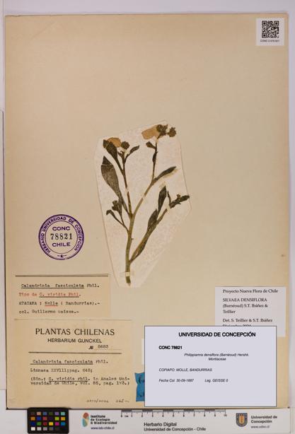 Philippiamra densiflora [Espécimen: ]