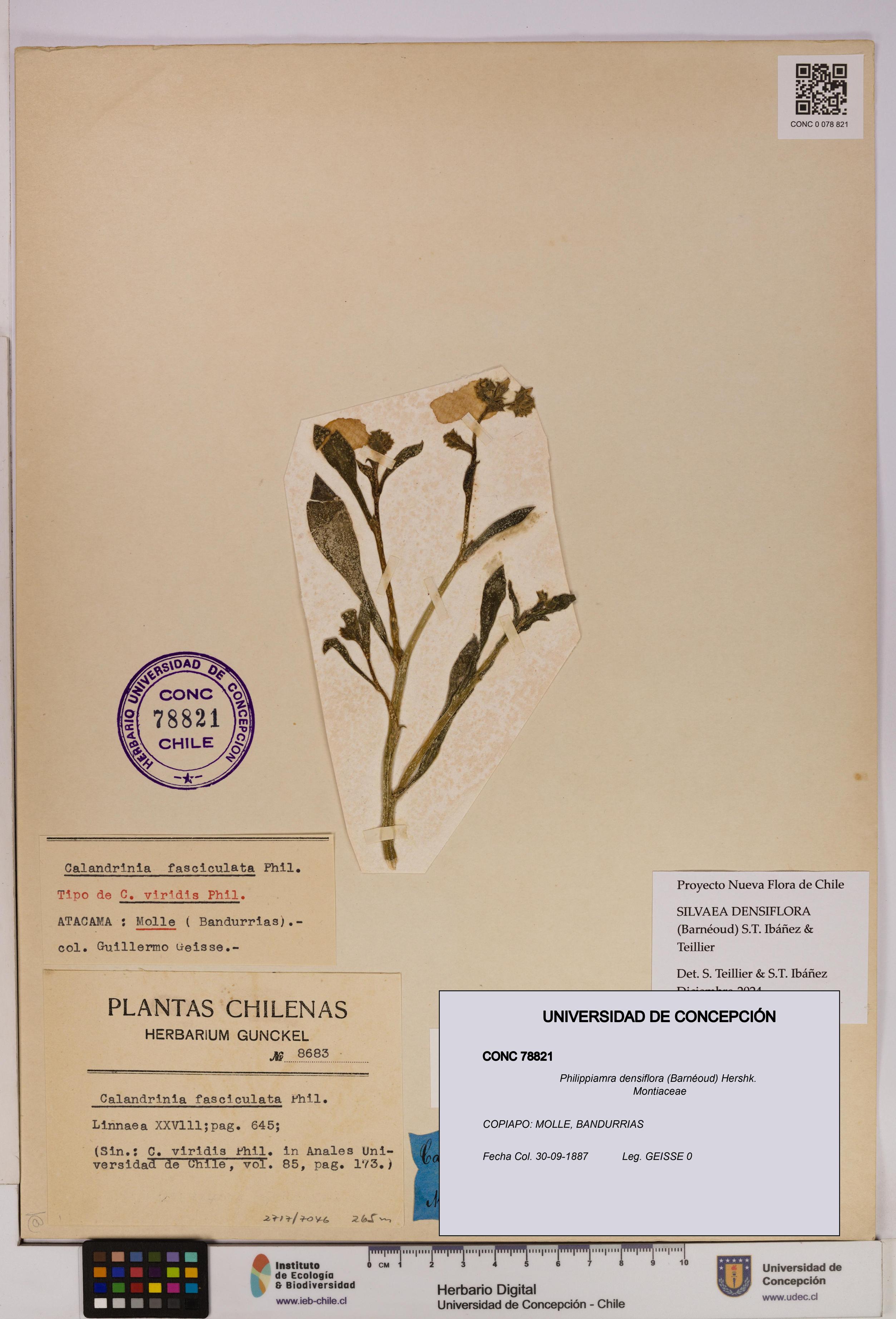 Philippiamra densiflora [Espécimen: ]