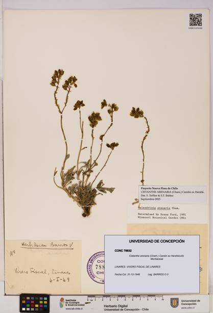 Cistanthe arenaria [Espécimen: UDEC:CONC:0078832]