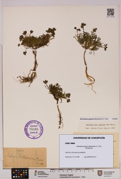 Montiopsis gayana [Espécimen: UDEC:CONC:0078838]