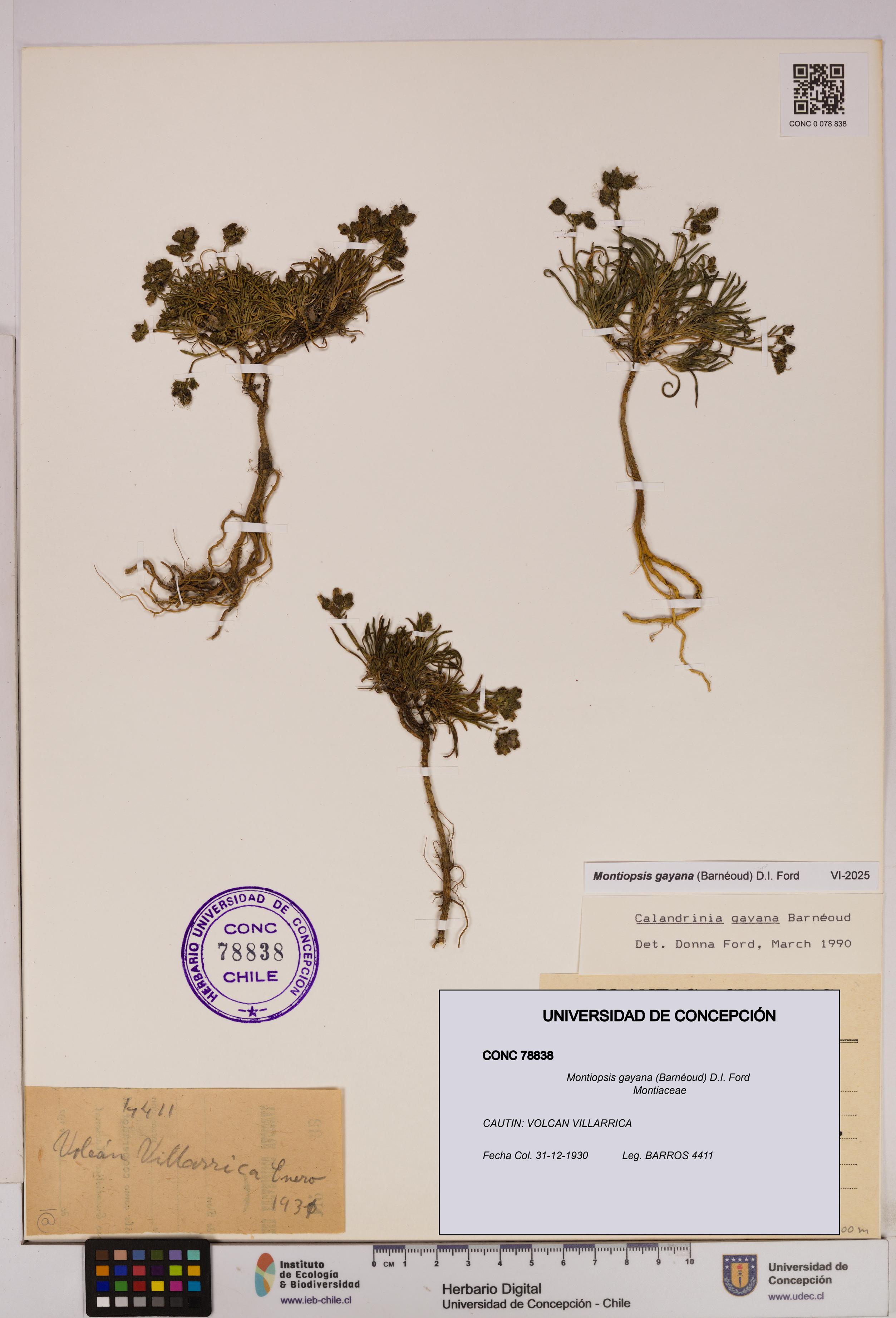 Montiopsis gayana [Espécimen: UDEC:CONC:0078838]