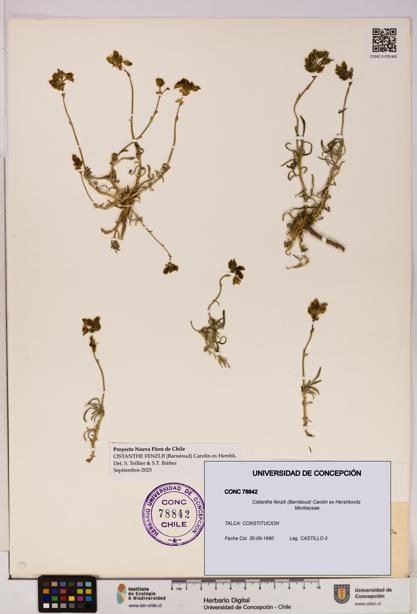 Cistanthe fenzlii [Espécimen: UDEC:CONC:0078842]