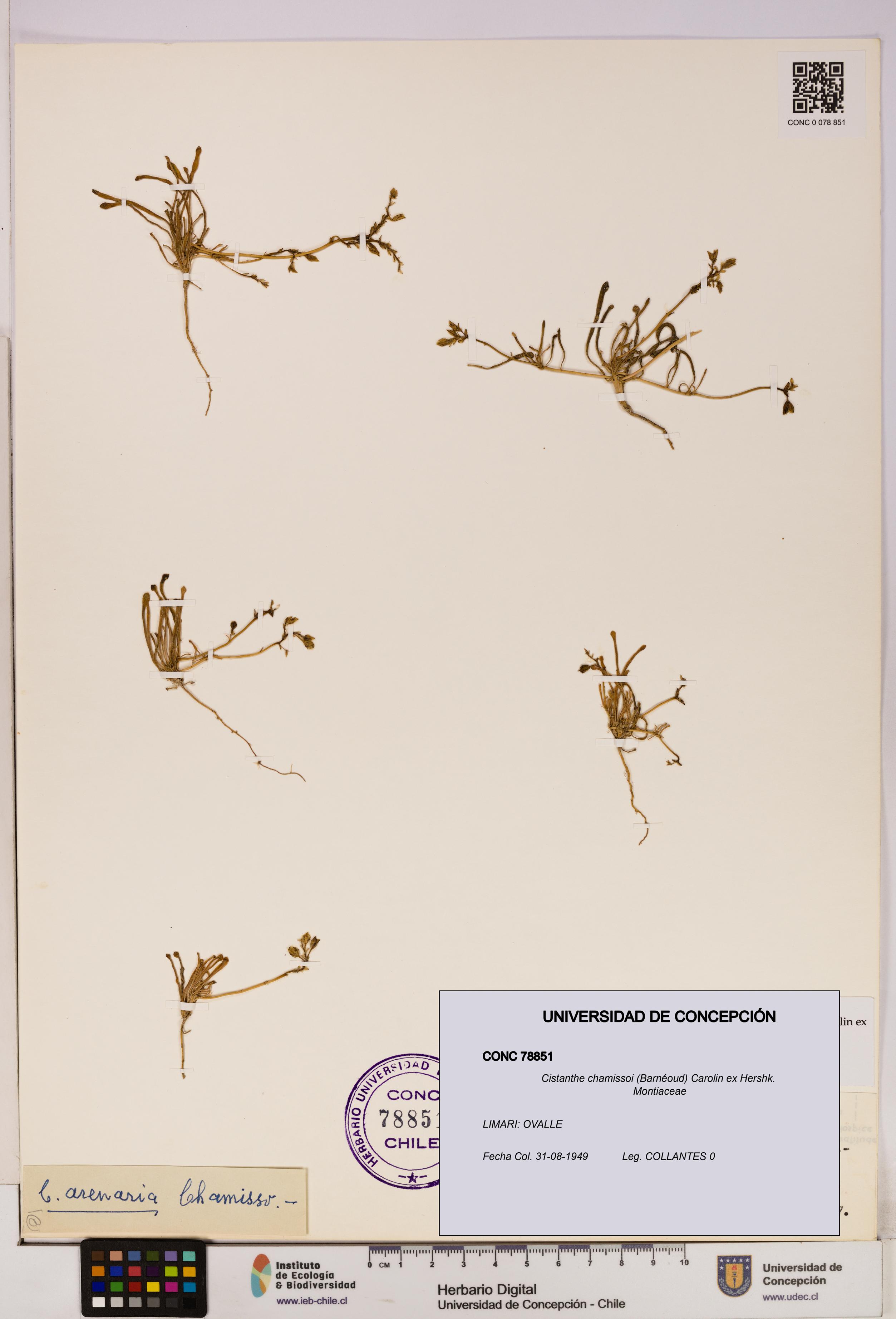 Cistanthe chamissoi [Espécimen: UDEC:CONC:0078851]