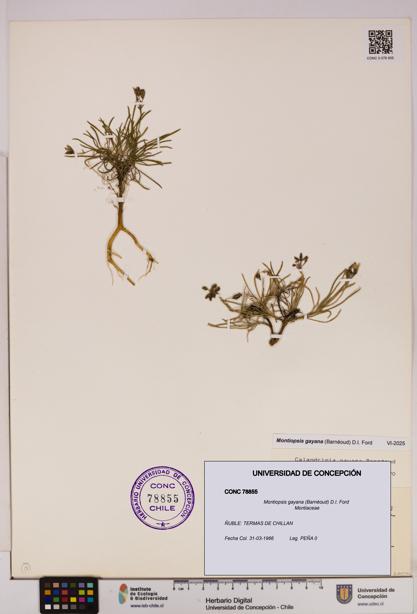 Montiopsis gayana [Espécimen: UDEC:CONC:0078855]