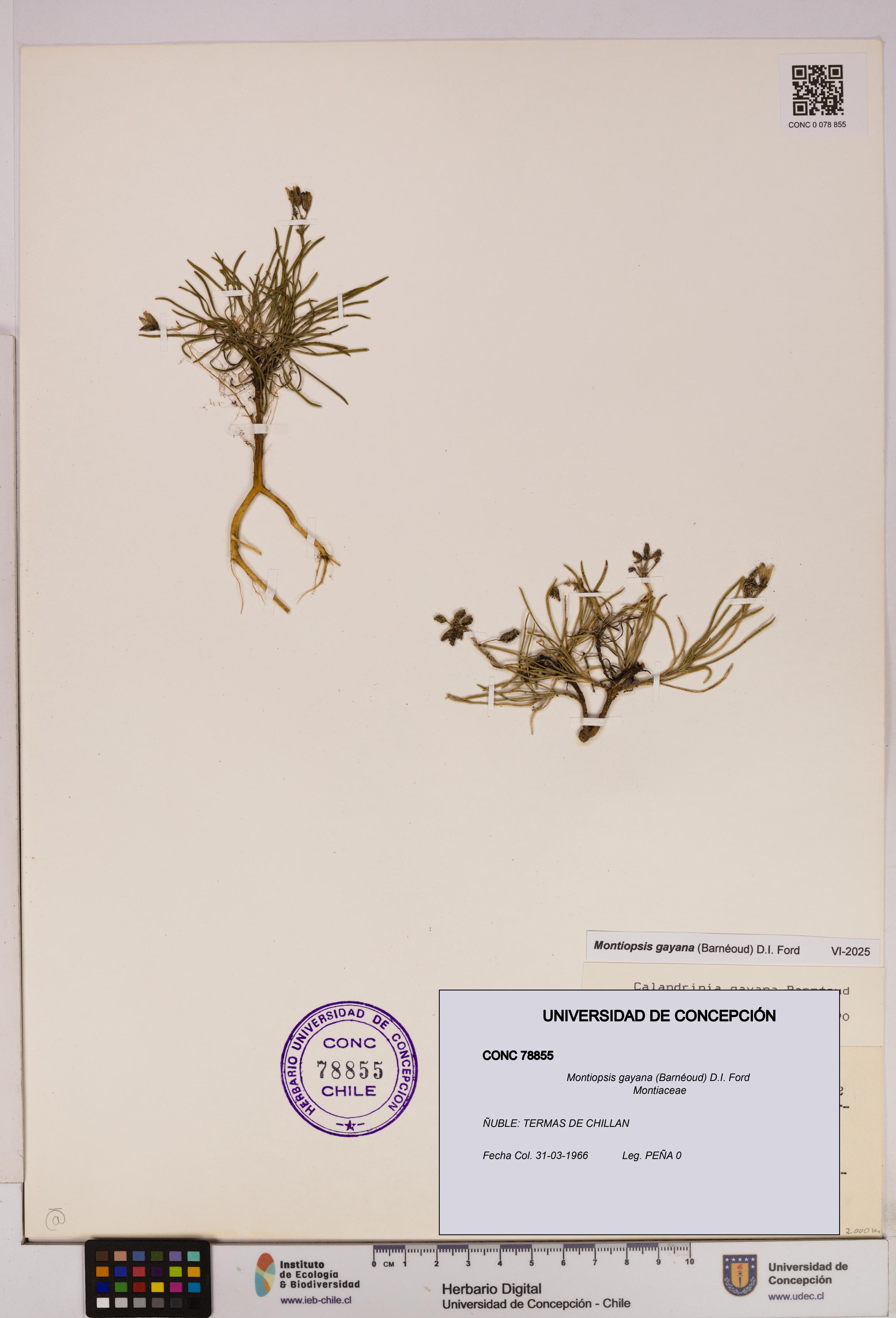 Montiopsis gayana [Espécimen: UDEC:CONC:0078855]