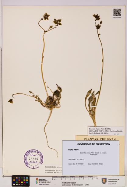 Cistanthe vicina [Espécimen: UDEC:CONC:0078856]