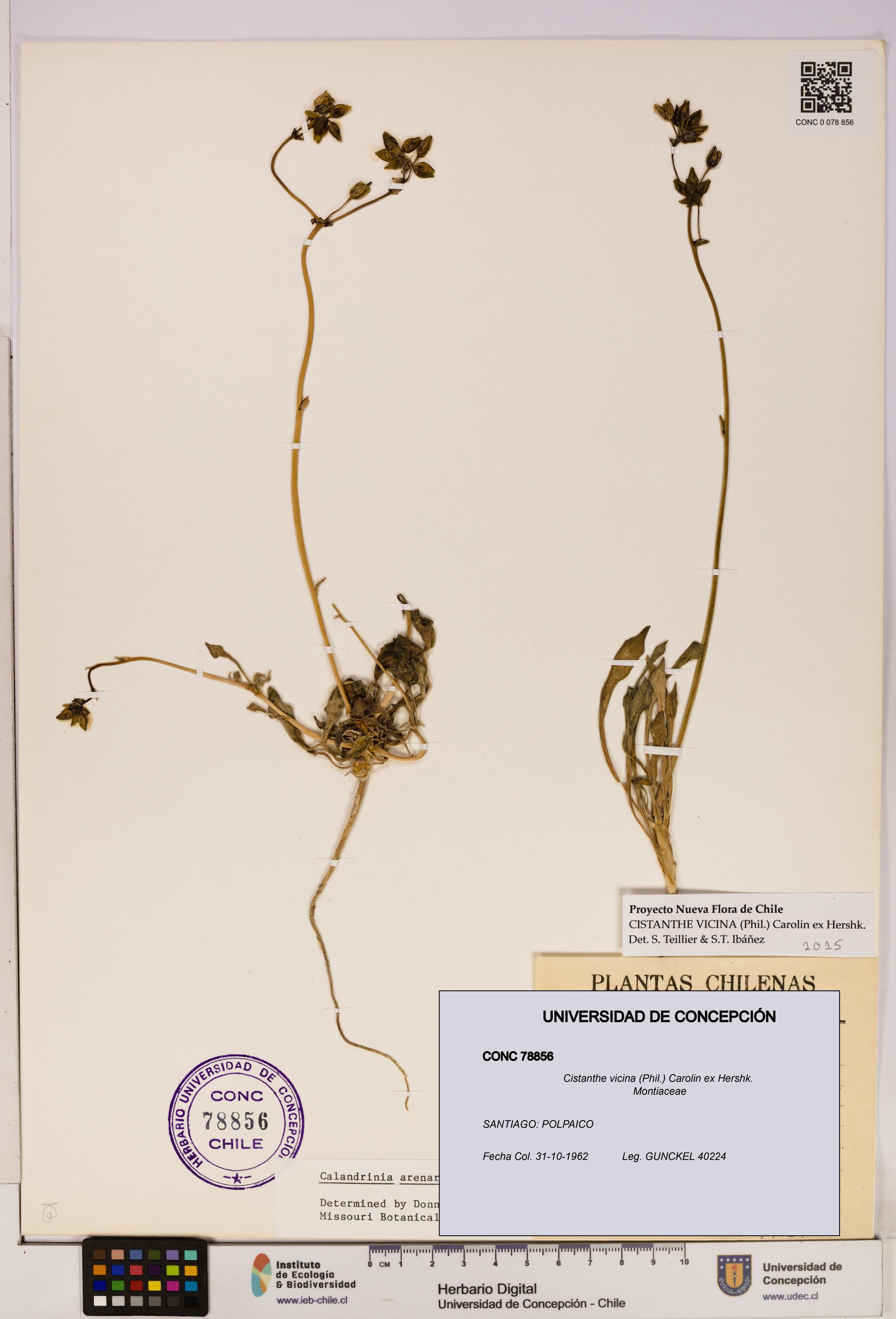 Cistanthe vicina [Espécimen: UDEC:CONC:0078856]