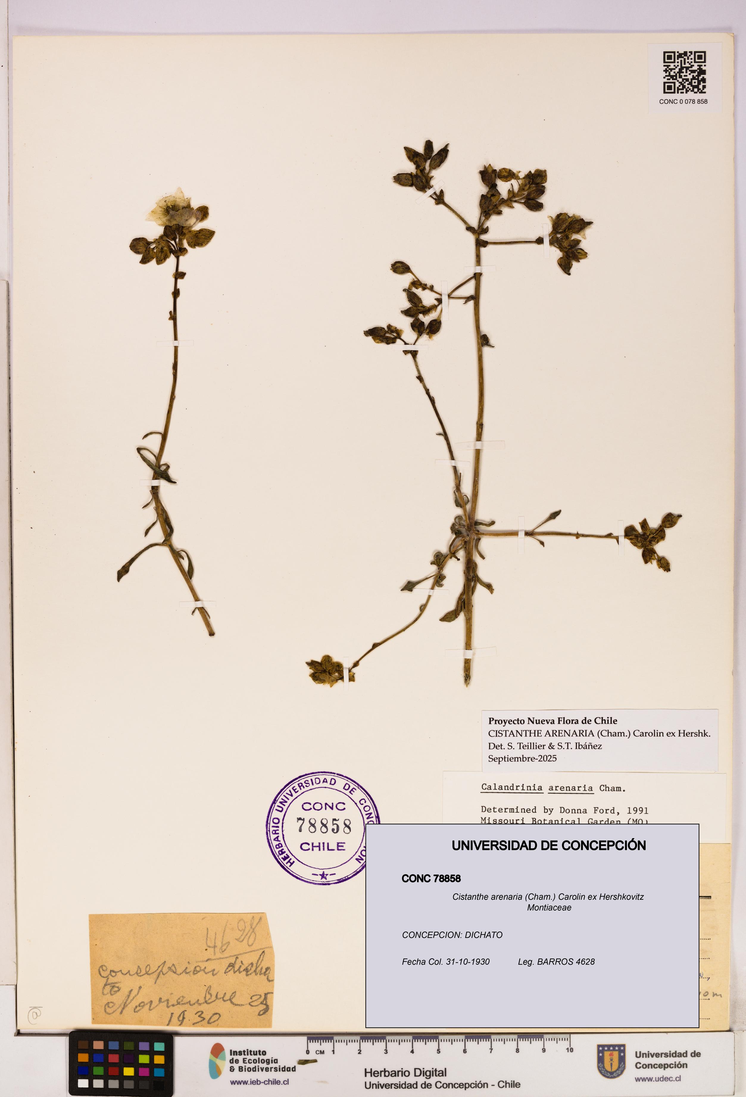 Cistanthe arenaria [Espécimen: UDEC:CONC:0078858]