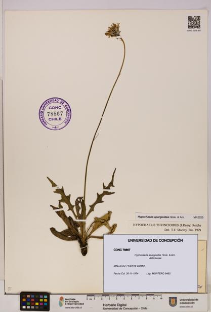 Hypochaeris apargioides [Espécimen: UDEC:CONC:0078867]