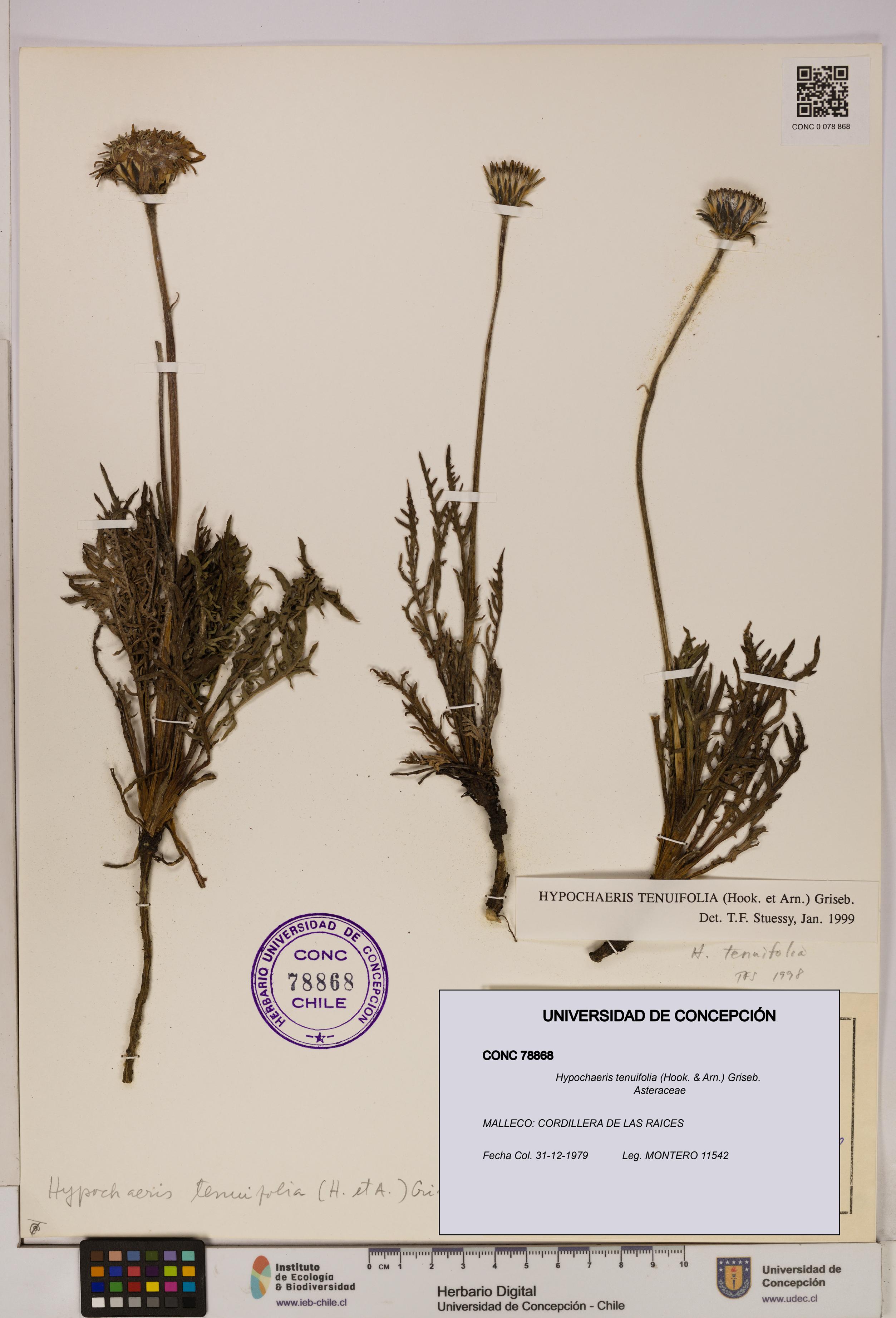 Hypochaeris tenuifolia [Espécimen: UDEC:CONC:0078868]
