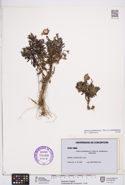 Senecio portalesianus var. portalesianus [Espécimen: ]