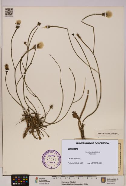 Hypochaeris radicata [Espécimen: UDEC:CONC:0078870]