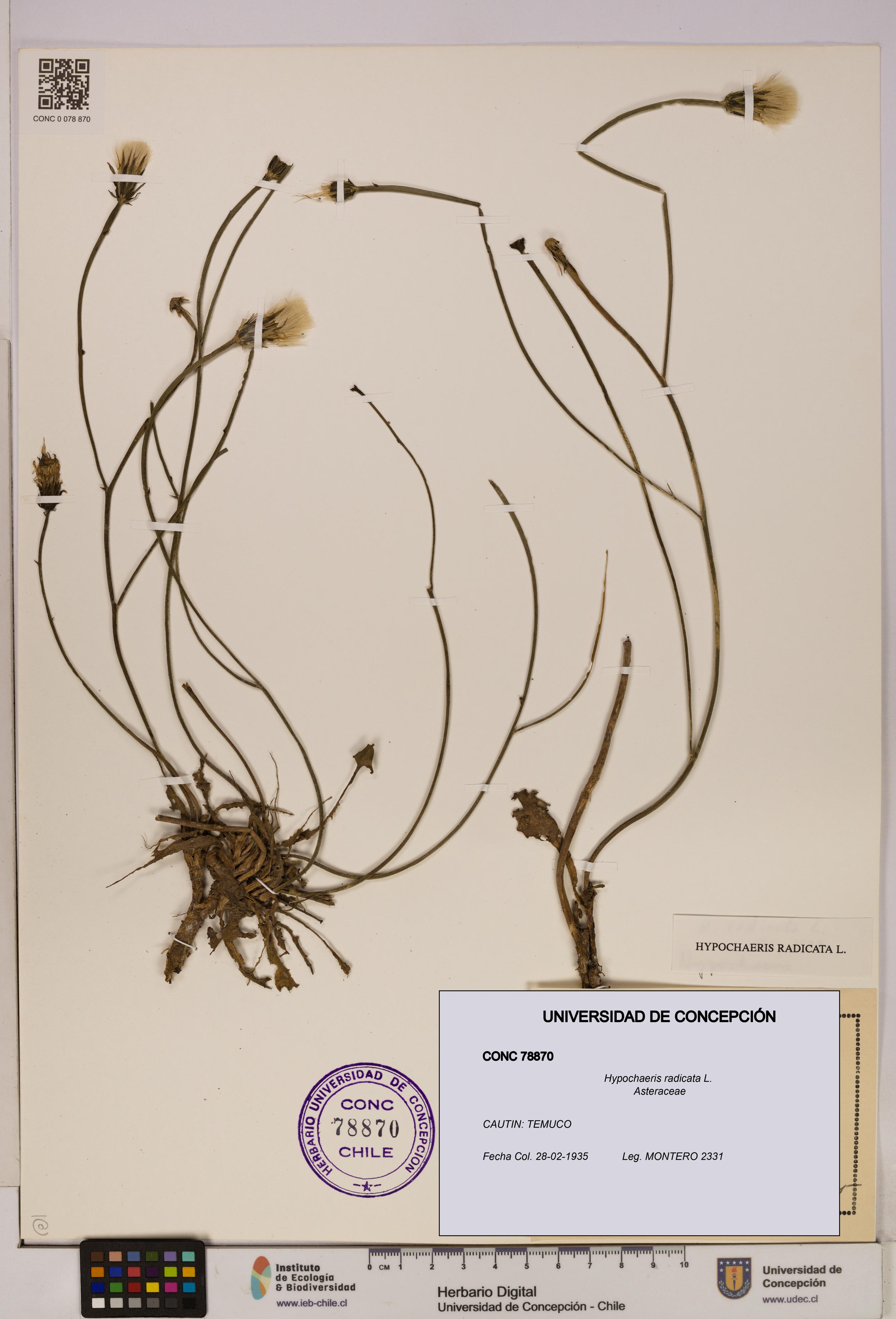 Hypochaeris radicata [Espécimen: UDEC:CONC:0078870]