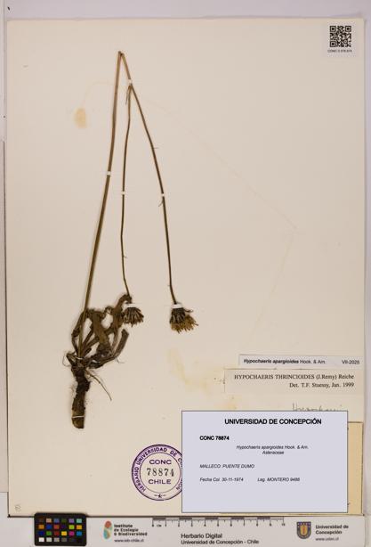 Hypochaeris apargioides [Espécimen: UDEC:CONC:0078874]