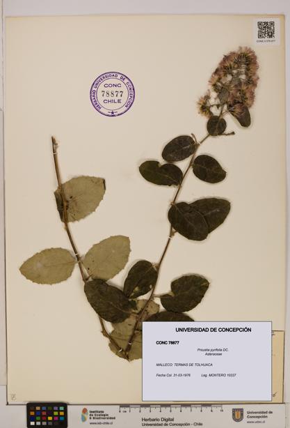 Proustia pyrifolia [Espécimen: UDEC:CONC:0078877]