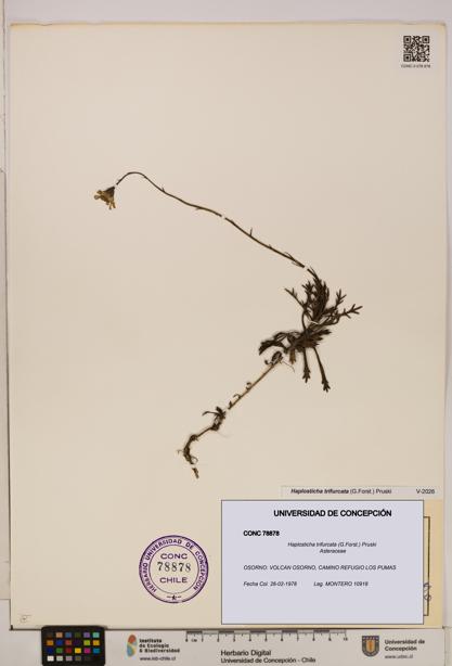 Haplosticha trifurcata [Espécimen: UDEC:CONC:0078878]