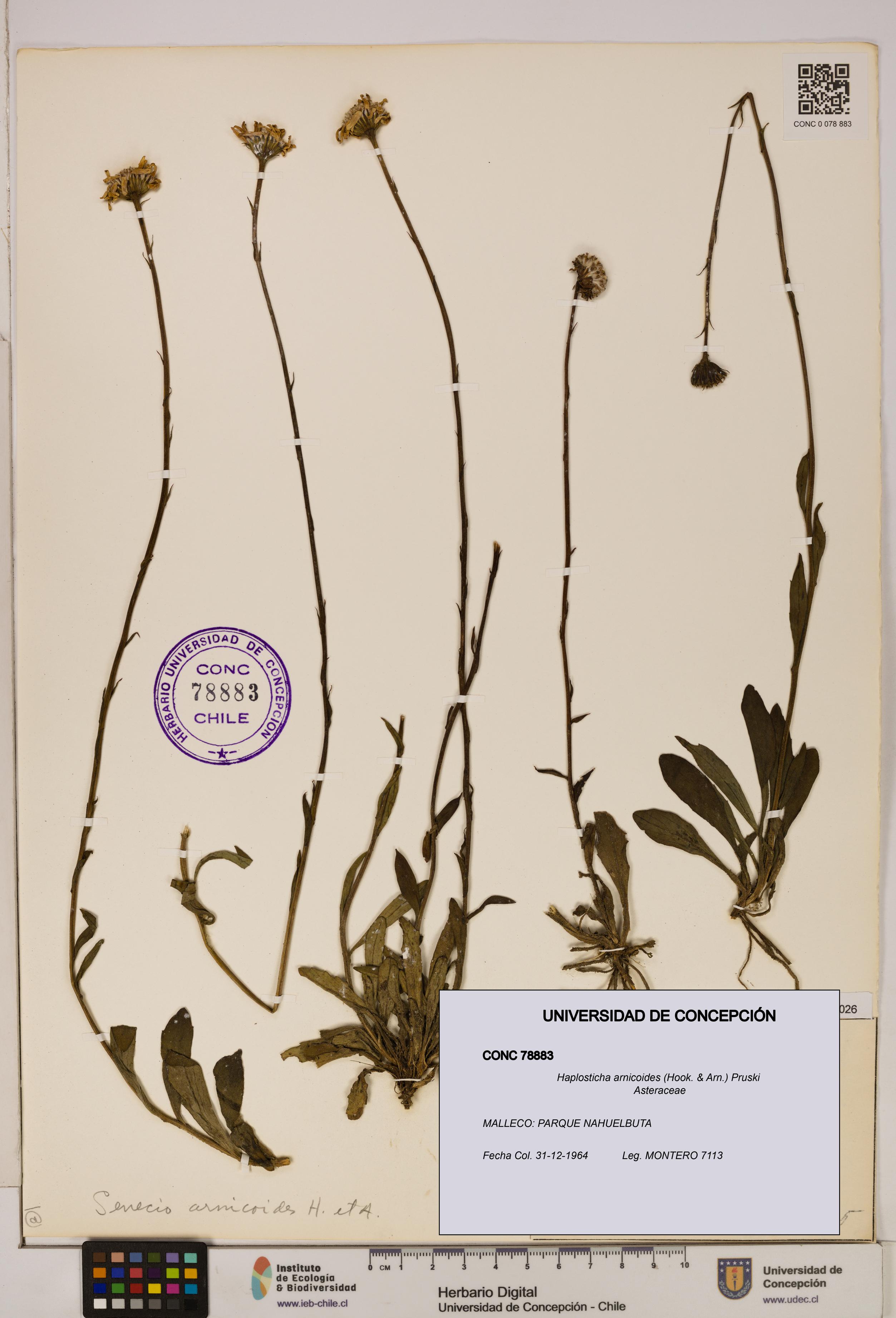 Haplosticha arnicoides [Espécimen: UDEC:CONC:0078883]