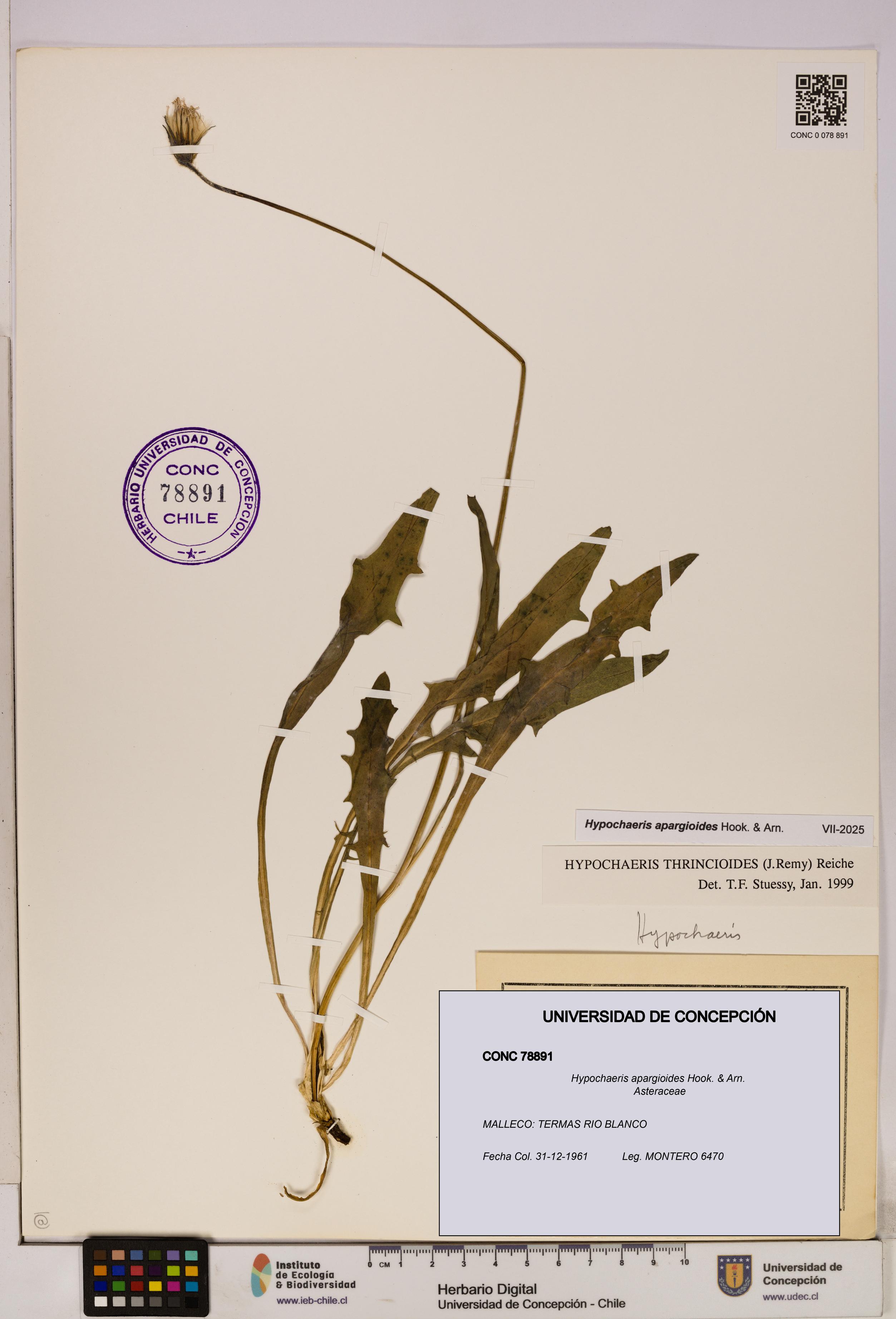 Hypochaeris apargioides [Espécimen: UDEC:CONC:0078891]