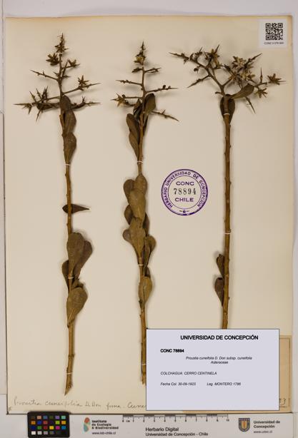 Proustia cuneifolia subsp. cuneifolia [Espécimen: UDEC:CONC:0078894]