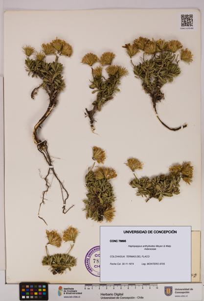 Haplopappus anthylloides [Espécimen: UDEC:CONC:0078895]