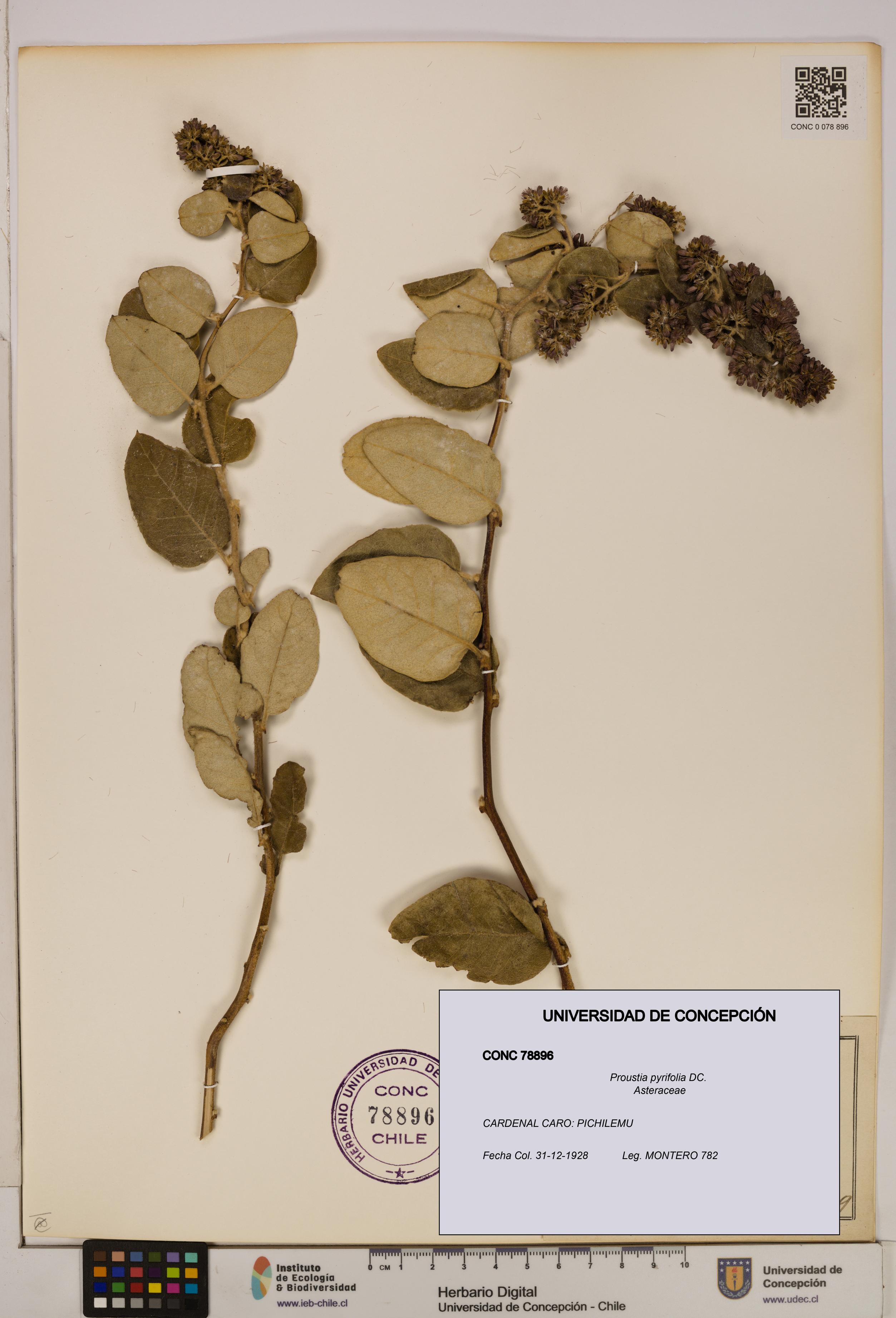 Proustia pyrifolia [Espécimen: UDEC:CONC:0078896]