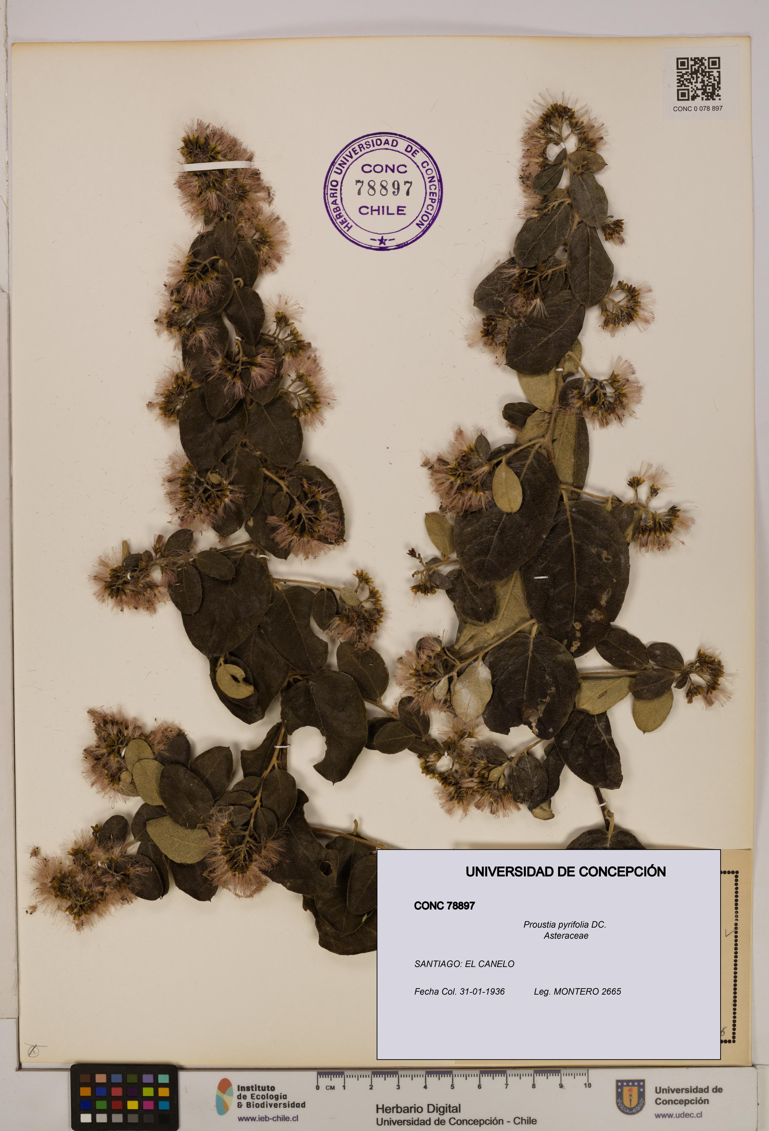 Proustia pyrifolia [Espécimen: UDEC:CONC:0078897]