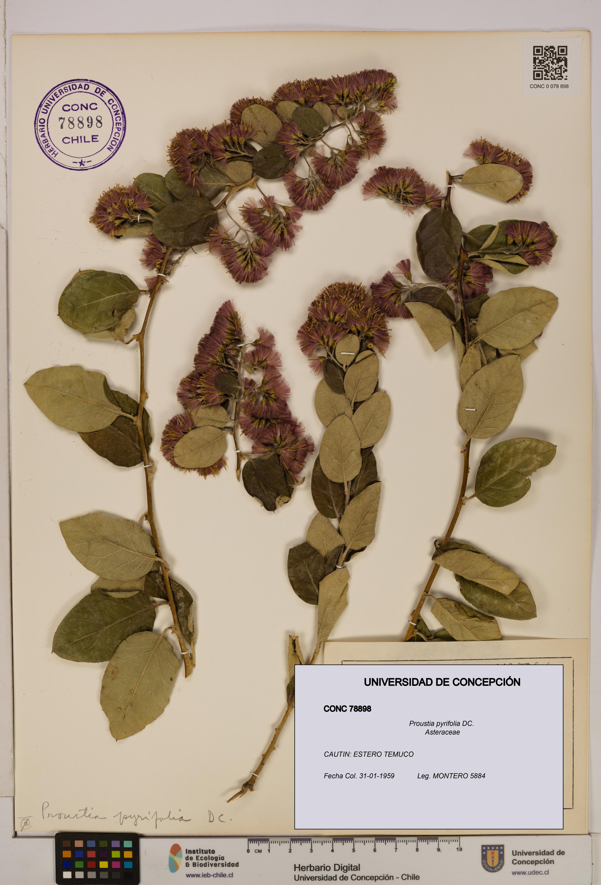 Proustia pyrifolia [Espécimen: UDEC:CONC:0078898]