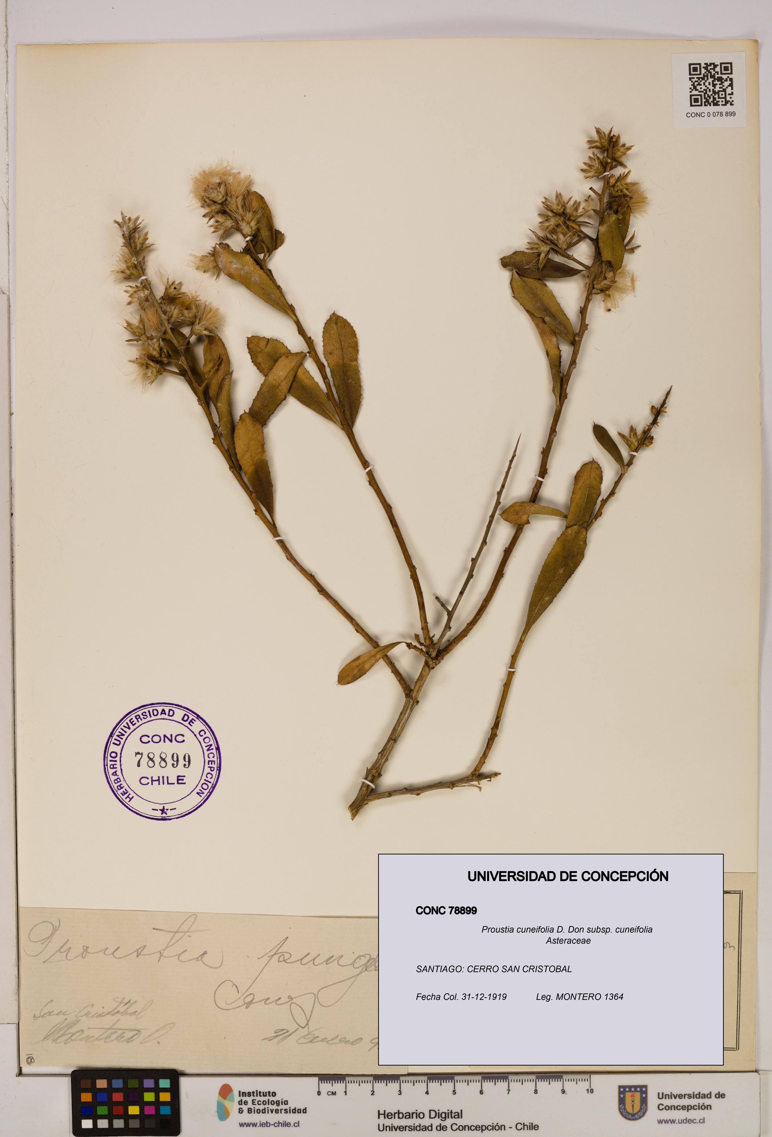 Proustia cuneifolia subsp. cuneifolia [Espécimen: UDEC:CONC:0078899]