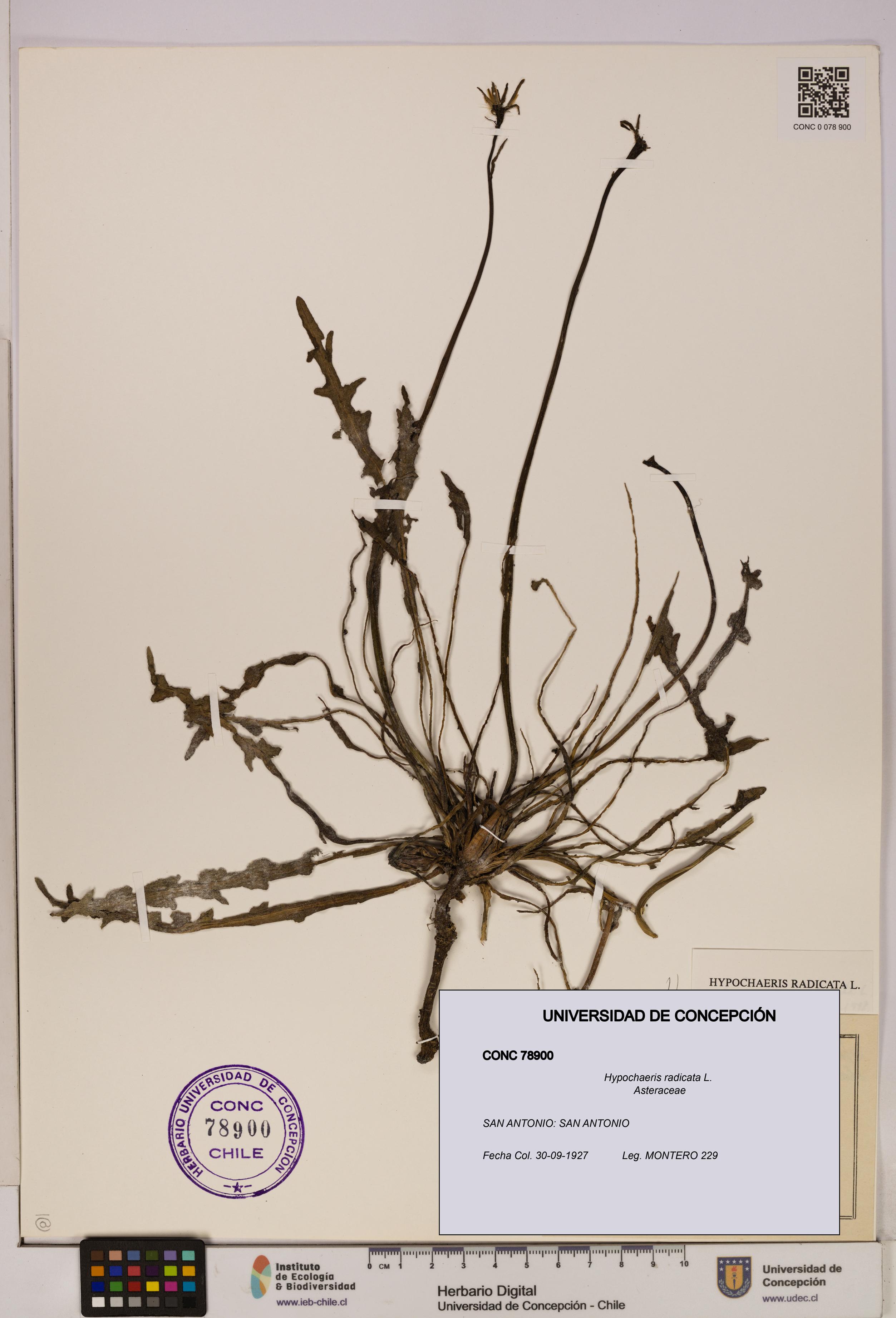 Hypochaeris radicata [Espécimen: UDEC:CONC:0078900]
