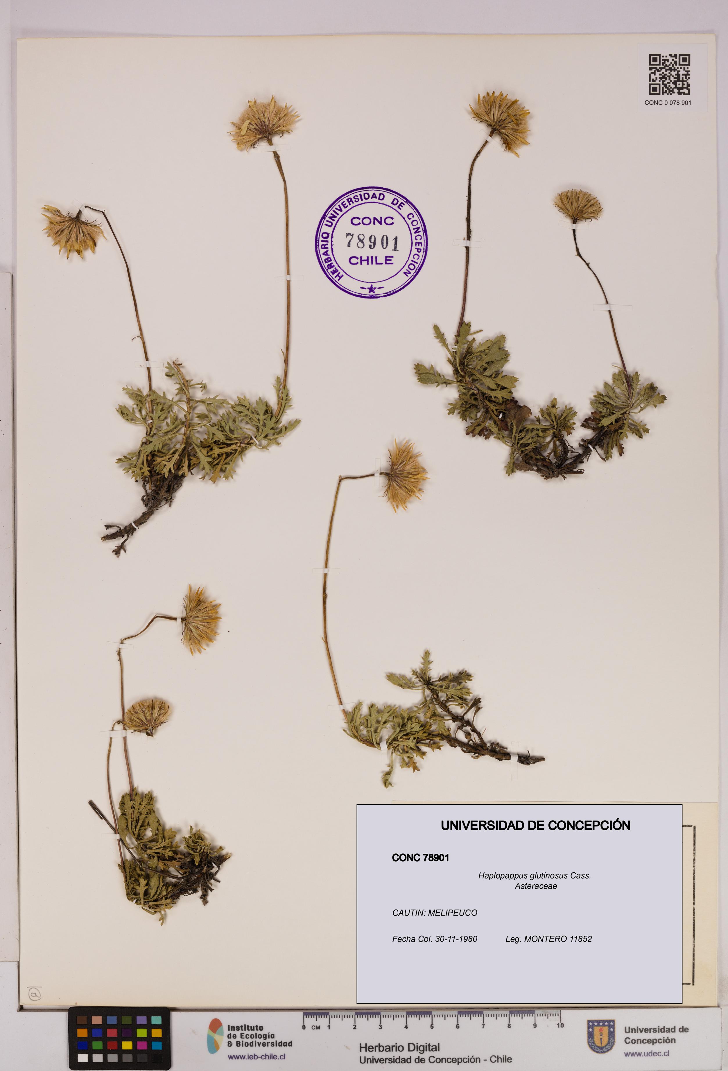 Haplopappus glutinosus [Espécimen: UDEC:CONC:0078901]