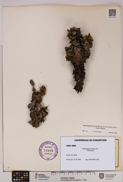 Haplopappus foliosus [Espécimen: UDEC:CONC:0078903]