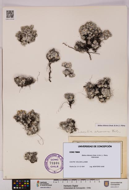 Belloa chilensis [Espécimen: UDEC:CONC:0078908]