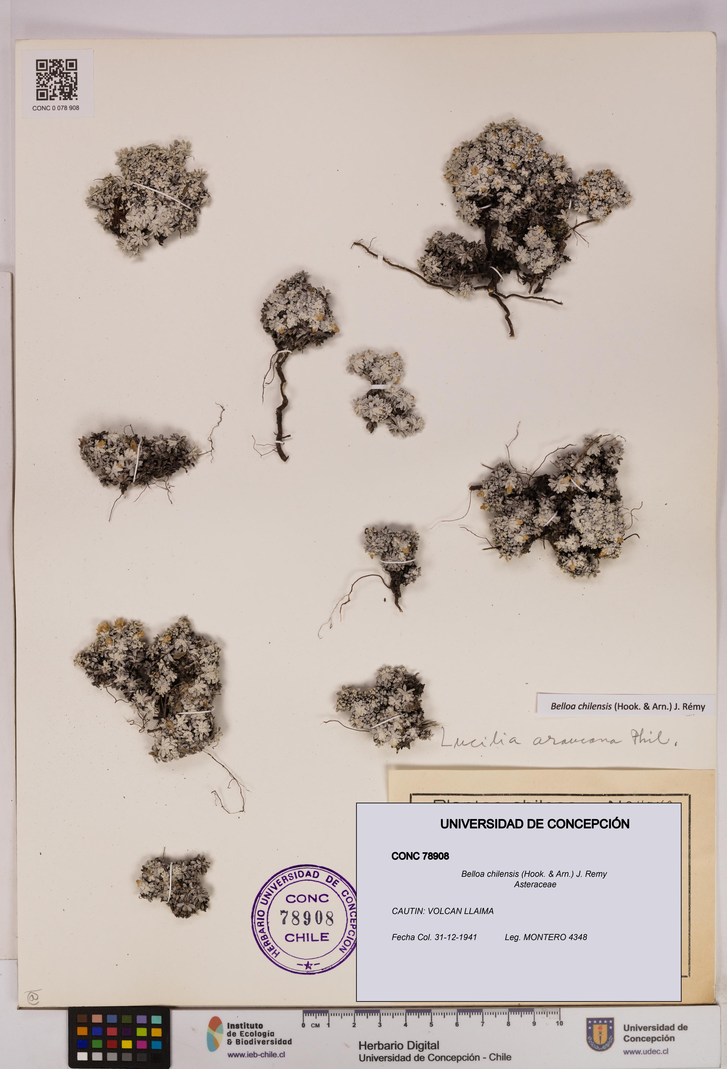 Belloa chilensis [Espécimen: UDEC:CONC:0078908]