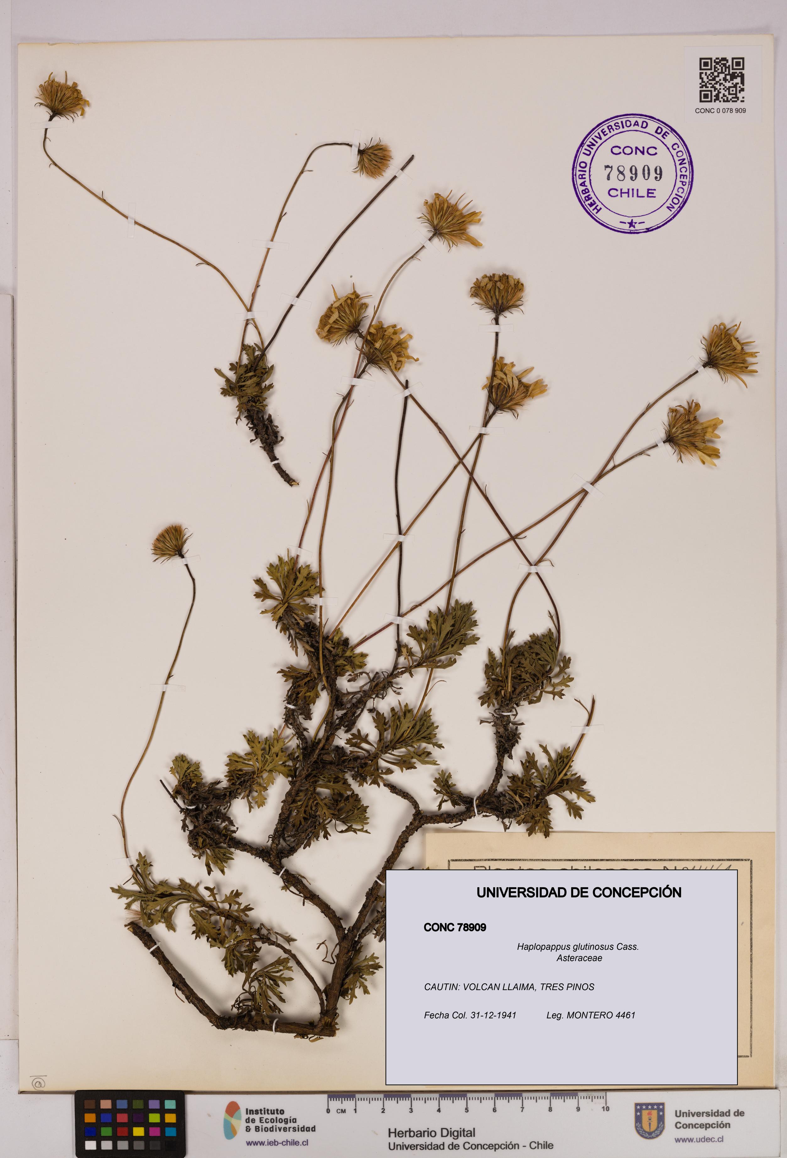 Haplopappus glutinosus [Espécimen: UDEC:CONC:0078909]